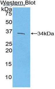 LifeSpan Biosciences LS-C303570 image 1