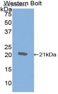 LifeSpan Biosciences LS-C303571 image 1