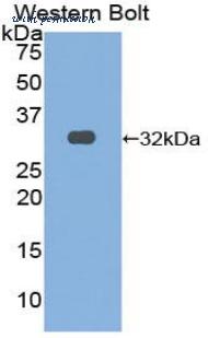 LifeSpan Biosciences LS-C303572 image 1