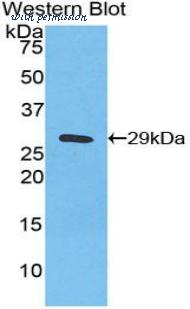 LifeSpan Biosciences LS-C303574 image 1