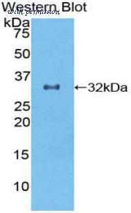 LifeSpan Biosciences LS-C303575 image 1