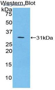 LifeSpan Biosciences LS-C303576 image 1