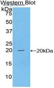 LifeSpan Biosciences LS-C303577 image 1