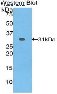 LifeSpan Biosciences LS-C303579 image 1
