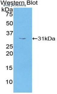 LifeSpan Biosciences LS-C303581 image 1