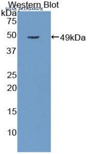 LifeSpan Biosciences LS-C303583 image 1