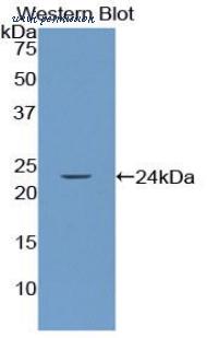LifeSpan Biosciences LS-C303584 image 1