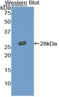 LifeSpan Biosciences LS-C303585 image 1