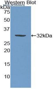 LifeSpan Biosciences LS-C303586 image 1