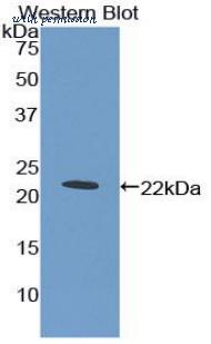 LifeSpan Biosciences LS-C303587 image 1