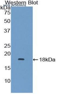 LifeSpan Biosciences LS-C303588 image 1