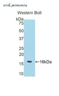 LifeSpan Biosciences LS-C304477 image 1