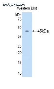 LifeSpan Biosciences LS-C304905 image 1