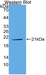 LifeSpan Biosciences LS-C304930 image 1