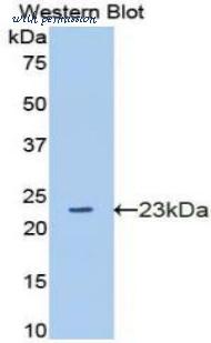 LifeSpan Biosciences LS-C304935 image 1