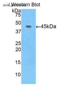 LifeSpan Biosciences LS-C305169 image 1