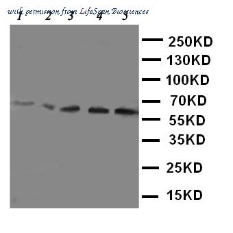 LifeSpan Biosciences LS-C313281 image 1