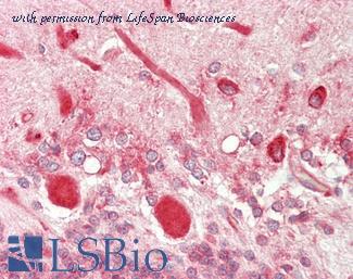 LifeSpan Biosciences LS-B11334 image 1