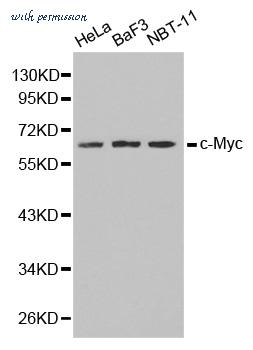 LifeSpan Biosciences LS-C330916 image 1