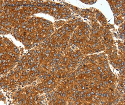 LifeSpan Biosciences LS-C332380 image 2