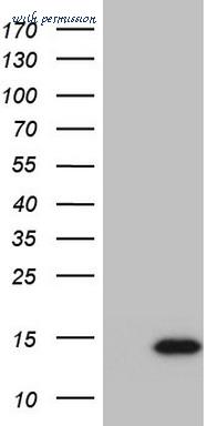 LifeSpan Biosciences LS-C338742 image 1