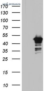 LifeSpan Biosciences LS-C339160 image 1