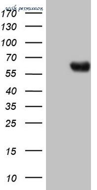 LifeSpan Biosciences LS-C340066 ͼ 1