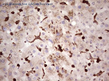 LifeSpan Biosciences LS-C340234 image 1