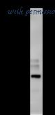LifeSpan Biosciences LS-C342299 image 1