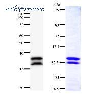 LifeSpan Biosciences LS-C342302 image 1