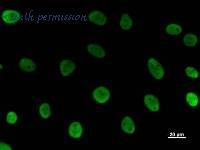 LifeSpan Biosciences LS-C342302 image 2