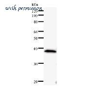 LifeSpan Biosciences LS-C342304 image 1
