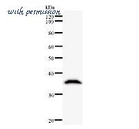 LifeSpan Biosciences LS-C342305 image 1