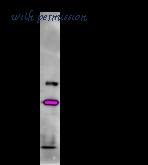LifeSpan Biosciences LS-C342308 image 1