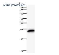 LifeSpan Biosciences LS-C342308 image 2