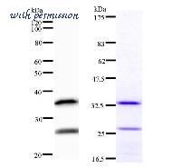 LifeSpan Biosciences LS-C342310 image 1