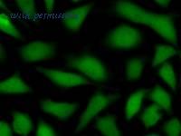 LifeSpan Biosciences LS-C342312 image 1