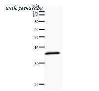 LifeSpan Biosciences LS-C342312 image 2
