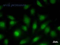 LifeSpan Biosciences LS-C342488 image 1