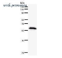 LifeSpan Biosciences LS-C342488 image 2