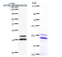 LifeSpan Biosciences LS-C342491 image 1