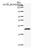 LifeSpan Biosciences LS-C342493 image 1