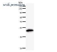 LifeSpan Biosciences LS-C342494 image 1