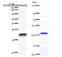 LifeSpan Biosciences LS-C342495 image 1