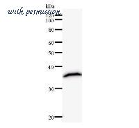 LifeSpan Biosciences LS-C342499 image 1