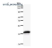 LifeSpan Biosciences LS-C342562 image 1