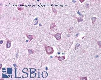 LifeSpan Biosciences LS-B90 image 1