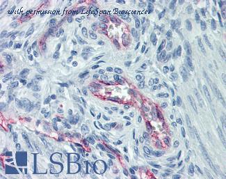 LifeSpan Biosciences LS-B5971 image 1