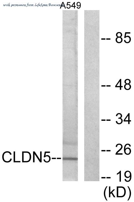 LifeSpan Biosciences LS-B5971 image 2