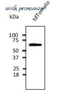 LifeSpan Biosciences LS-C340696 image 1